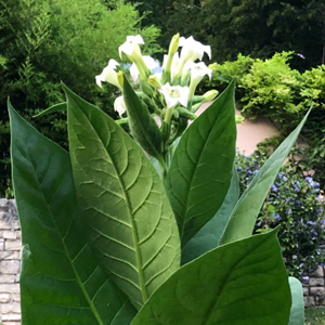 plant de tabac